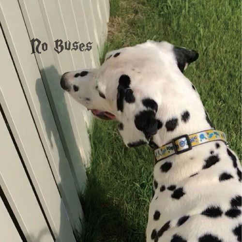 Portada de Álbum "Boys Loved Her", de No Buses