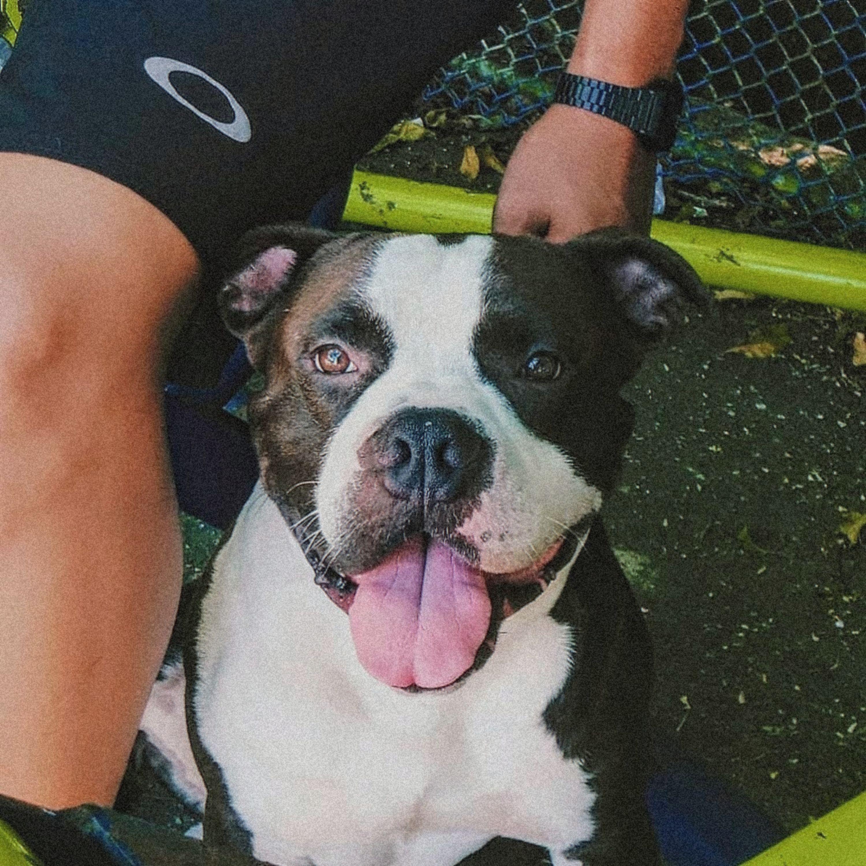 Portada de Sencillo/EP "Vou Que Vou", de Zaak D.C.