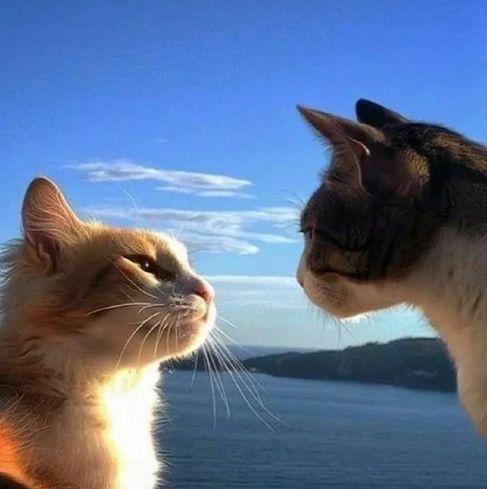 Portada de Sencillo/EP "Pétalas ", de BunnyXp