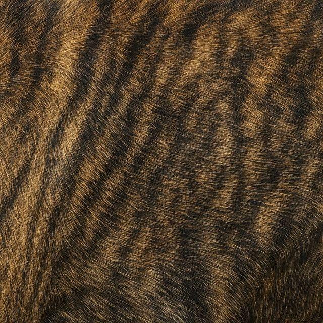 Portada de Álbum "DESPEÑAPERROS", de Foyone