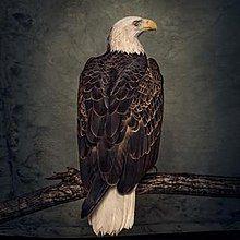 Capa do Álbum "Book Of Bad Decisions", de Clutch