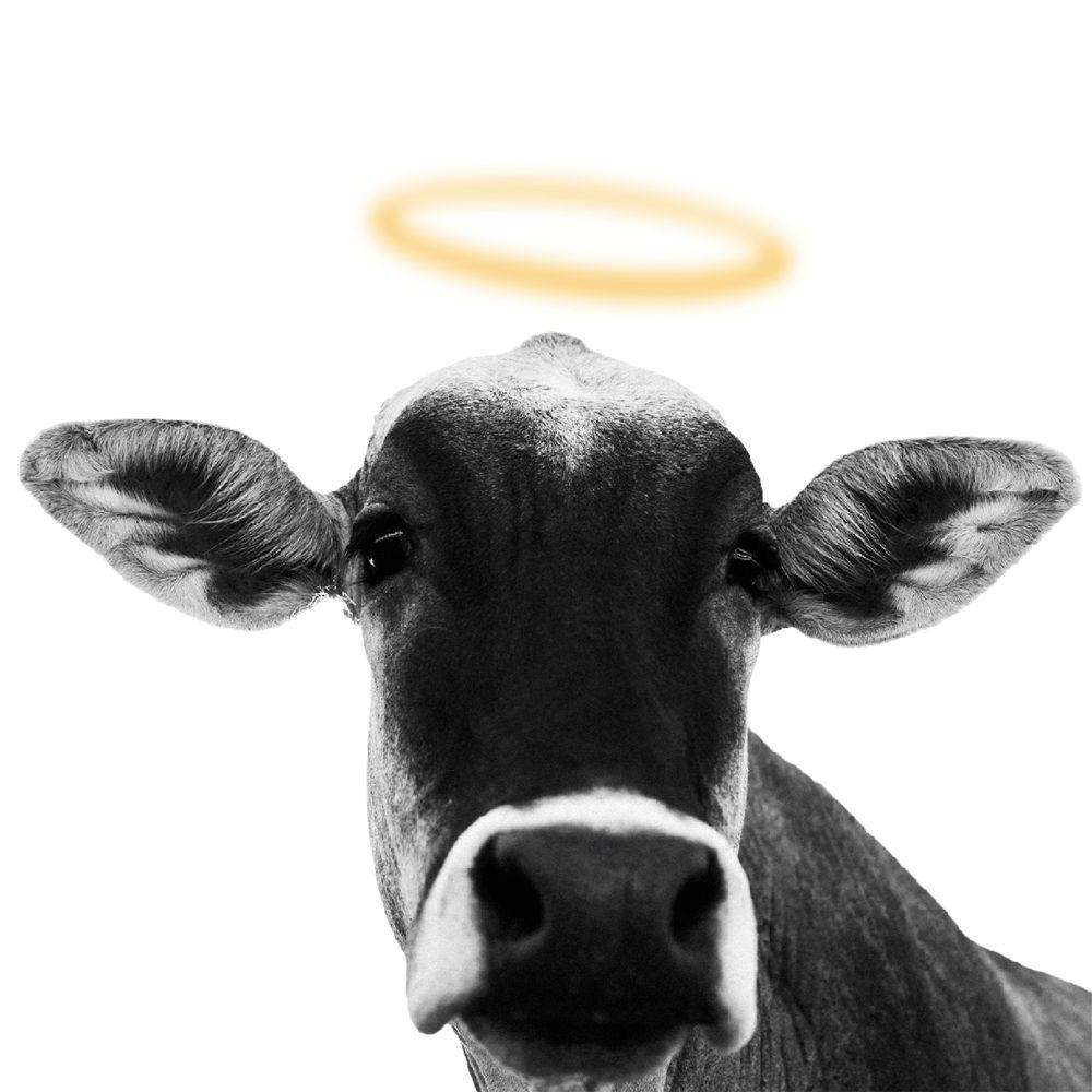 Album cover of "Gado" by Froid