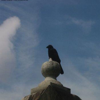 Capa do Álbum "Only in Absolutes", de Indigo Zebras