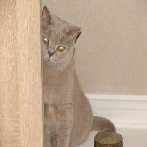 Portada de Sencillo/EP "almost warm", de woodpecc