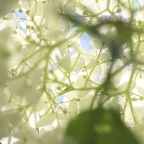 Portada de Sencillo/EP "sementinha (part. FM-CINCO)", de leeroy9k