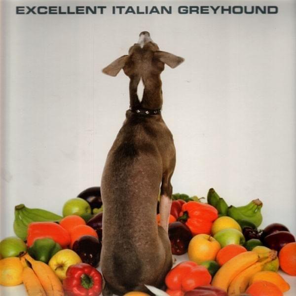 Portada de Álbum "Excellent Italian Greyhound", de Shellac