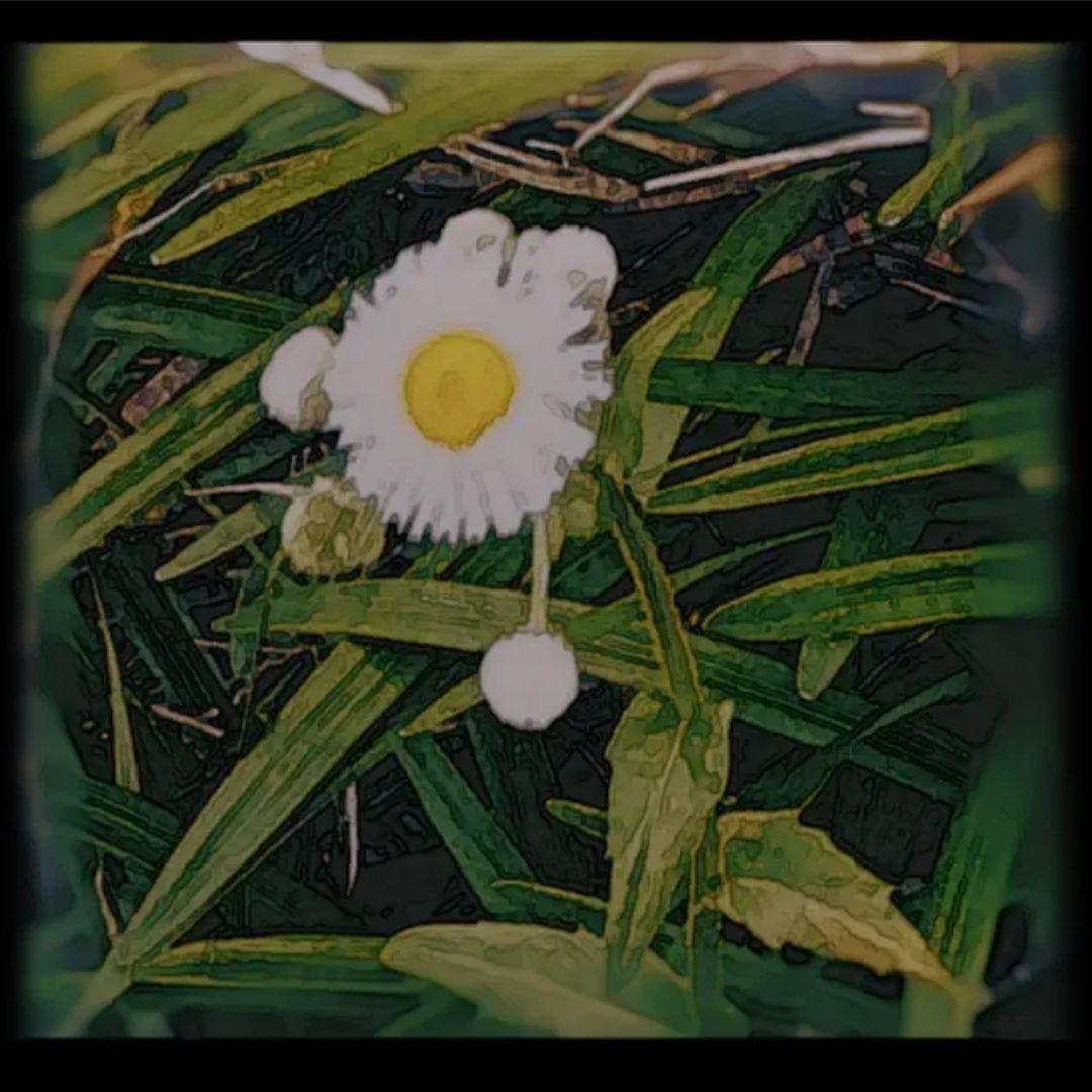 Portada de Sencillo/EP "Pick Me Nots", de Bunny Bones