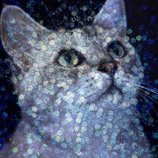 Portada de Álbum "Secret Postcard", de PLASTICZOOMS