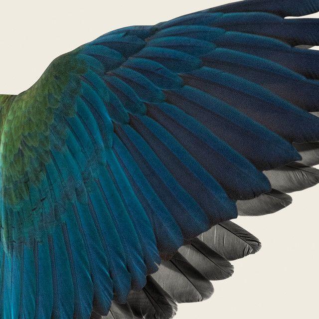 Portada de Sencillo/EP "Kuroi Tsubasa No Aidawo", de BBHF