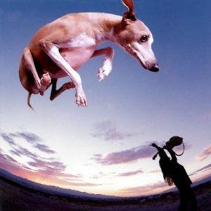 Portada de Álbum "Flying Dog", de Paul Gilbert