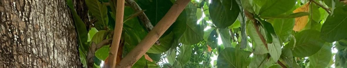 Imagem de capa de EMANUEL SANTOS