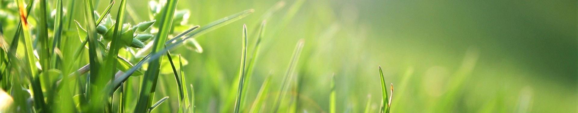 Imagem de capa de Michele Ritzel