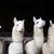 Alpacas