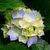 Xininha