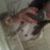 Brunna