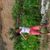 thainara