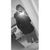 Cora