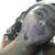 luana
