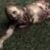 Hanna