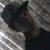 Allan