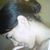 Roselaine