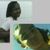nathalia