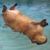 Capivara