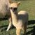 HAROL