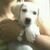 vinicius