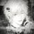 Davi