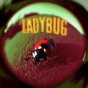 Ladybug}