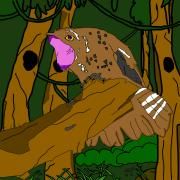 Portada de Álbum "Urutau", de Téra Roots