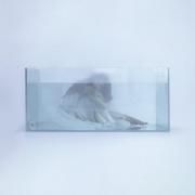 Jellyfish (해파리)