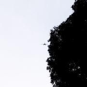 O Bode Do Sanatório }