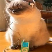 Portada de Álbum "very sorrow days", de s0rrow