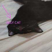 silly cat}