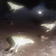 o amor para a lua 