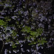 me olvidarás (como lo haces ya)}