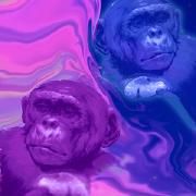 stoned ape}