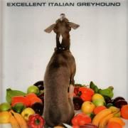 Excellent Italian Greyhound