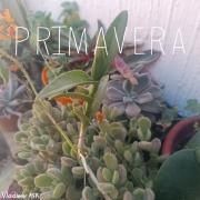Primavera