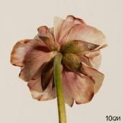 Capa do Single/EP "4.3", de 10CM