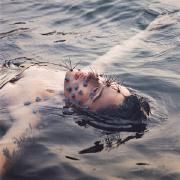 Portada de Sencillo/EP "Descese (Lado B)", de Tori