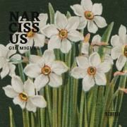Narcissus}