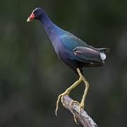 Capa do Álbum "Tocando na Rodoviária Sagrada", de Sasquatch Band