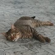 Eu Cansei}