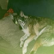 Portada de Sencillo/EP "Dogs Watch TV", de Buckshot Princess