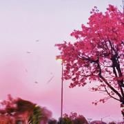 Capa do Single/EP "Please", de Evan Pak