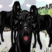 Three Black Labradors}