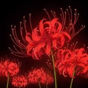 A RESSURREIÇÃO DE IKUNAN}